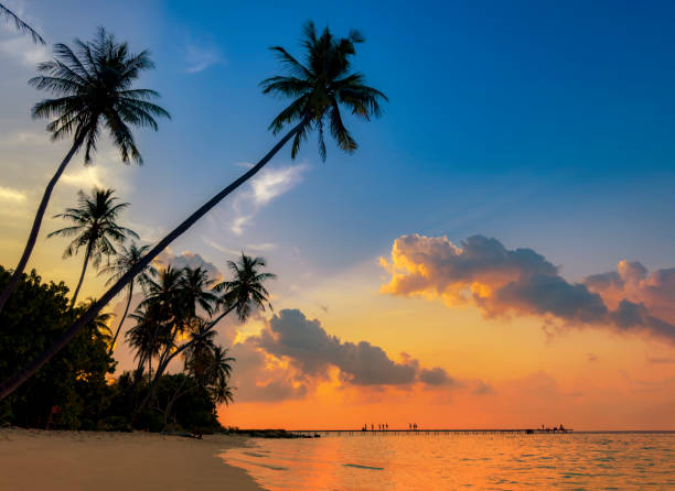 istock Banner Summer with colorful theme as palm trees background as texture frame background 2158372418