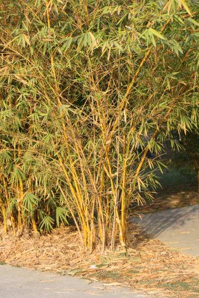istock Painted Bamboo (Bambusa vulgaris) in an entertainment park : (pix Sanjiv Shukla) 2158372682