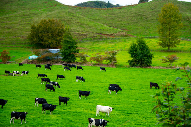 istock Cattle Pasture in Taranaki Region 2158374645