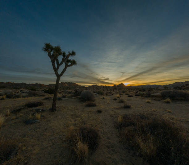 istock Lone Joshua Tree at Sunset in Desert Landscape 2158374671