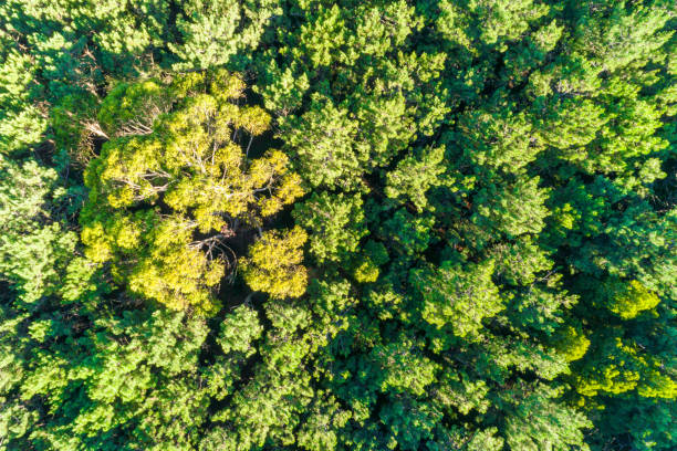 istock overhead drone top view of a dense forest in summertime 2158375245