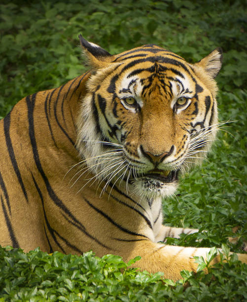 istock Tiger with its colourful camouflage and unique patterns 2158376224