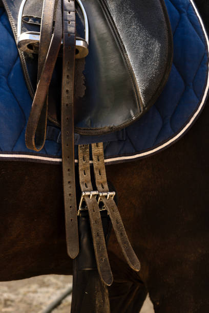istock Saddled horse standing in a stable. 2158378643