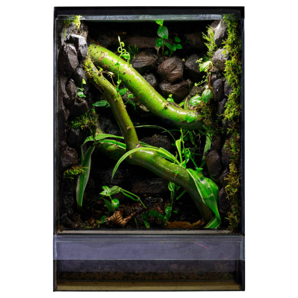 Lush green vivarium with plants and natural decorations for reptiles or amphibians.