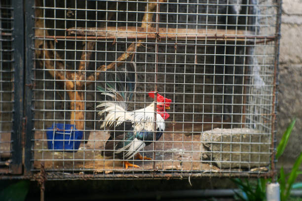 Portrait of a rooster in a cage on a farm.