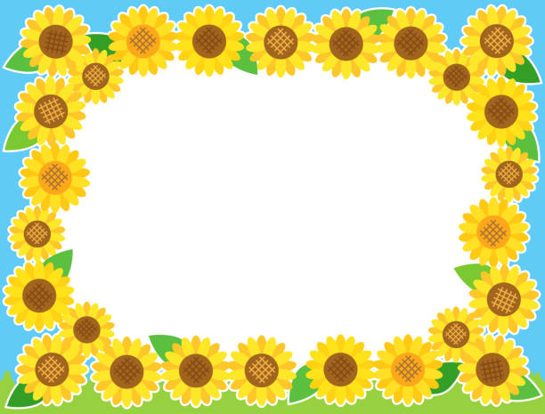 310+ Sunflower Himawari Stock Photos, Pictures & Royalty-Free