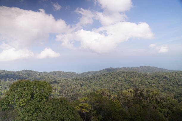 istock A beautiful view of a forest with a blue sky in the background 2158381765