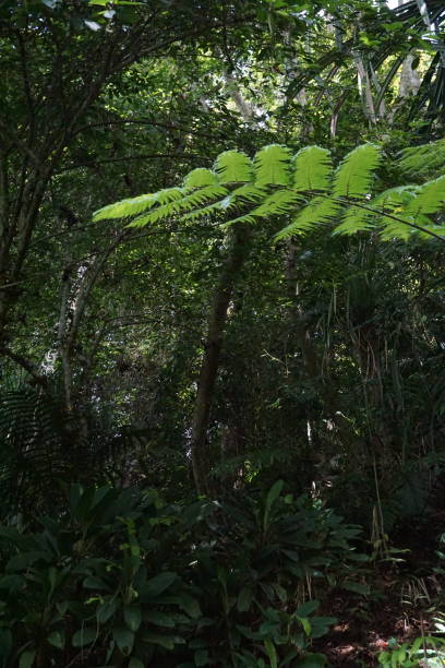 istock A leafy green plant is growing in a jungle 2158381846