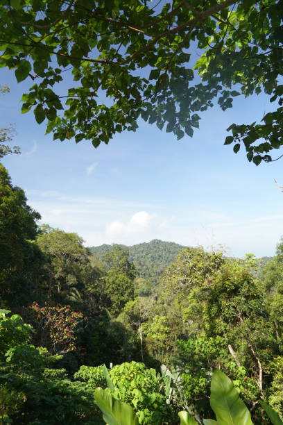 istock A lush green forest with a clear blue sky above 2158381863