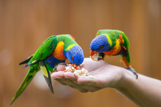 Two Rainbow Lorikeets sitting on human Hand and Feeding, Queensland, Australia.