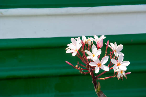 Beautiful tropical flowers