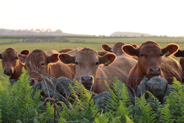 istock Row of brown cows staring over a wall 2158382560