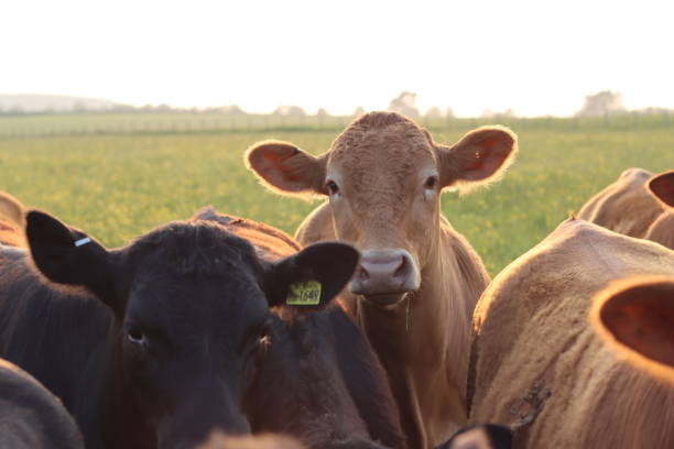 istock Brown cows in a field bathed in evening summer sunshine 2158382588