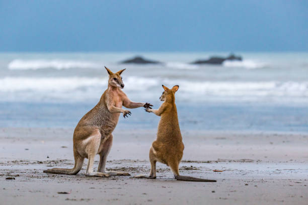 istock Three Kangaroos Fighting on the Beach at Cape Hillsborough, Queensland, Australia 2158383082