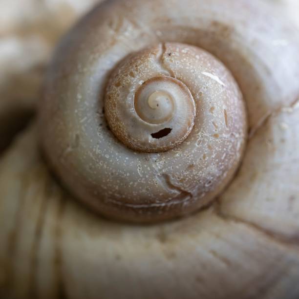 istock Close-up of a spiral seashell showcasing its intricate patterns and textures 2158385552
