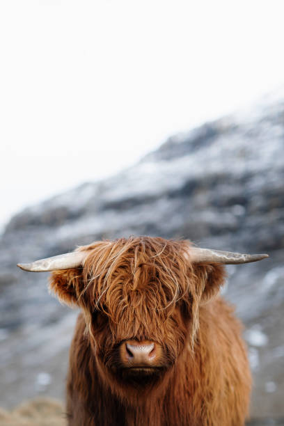 istock Scottish highland calf in the field 2158385788
