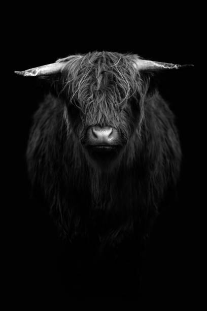 istock Highland calf in black and white 2158385805