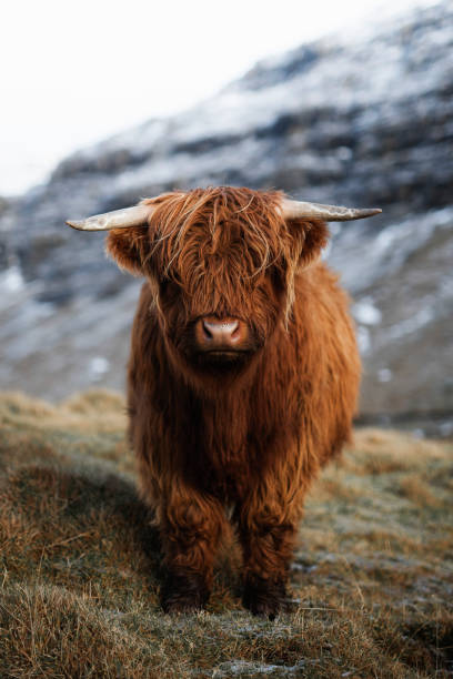 istock Scottish highland calf in the field 2158385828