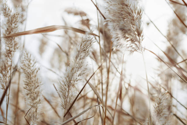 istock Autumn beige brown wild grass as Natural textured pattern with contour light, organic design background, soft focus, neutral color. Aesthetic nature scenery, minimal style autumn seasonal ornament 2158386205