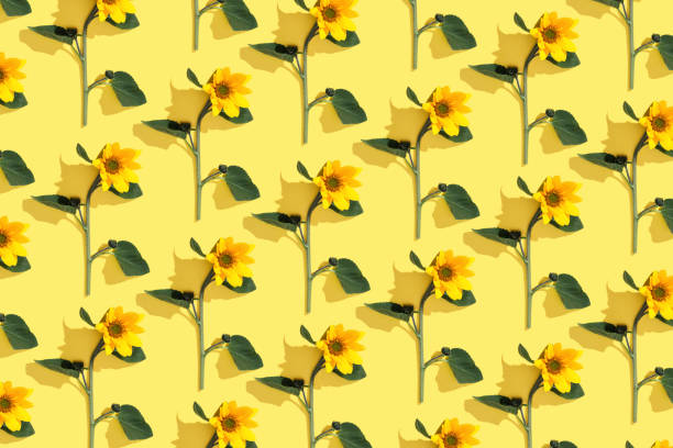 istock Floral linear pattern sunflowers with green leaf at sunlight on yellow background. Nature environment concept, season nature still life, blooming flower casting shadows, minimal trend flat lay 2158386230