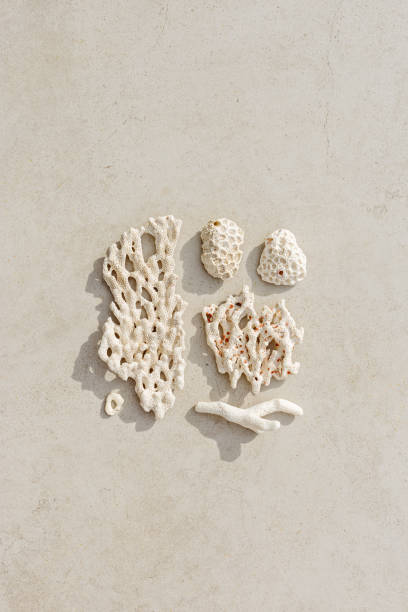 istock Seashells and corals as minimal pattern. Stylish layout of found shell and coral on ocean shore. Summer relahation concept, beach vibes. Top view nature background, neutral white beige gradient 2158386270