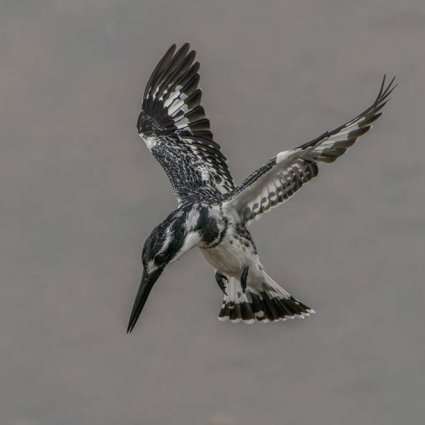 istock Pied Kingfisher hunting 2158386997