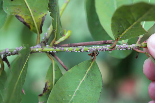 istock Fig wax scale Ceroplastes rusci on  bay laurel (Laurus nobilis) shrub. 2158388245