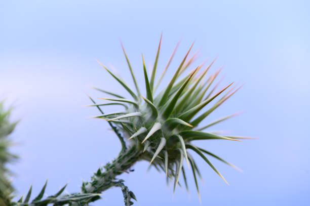 Close up of a flowering artichoke against green background.