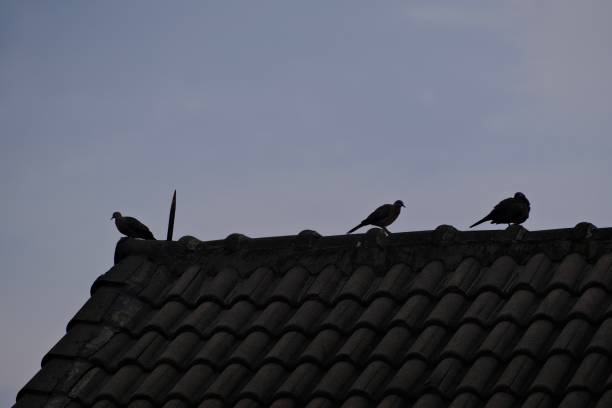 istock Birds on Chinese Traditional Roof 2158395039