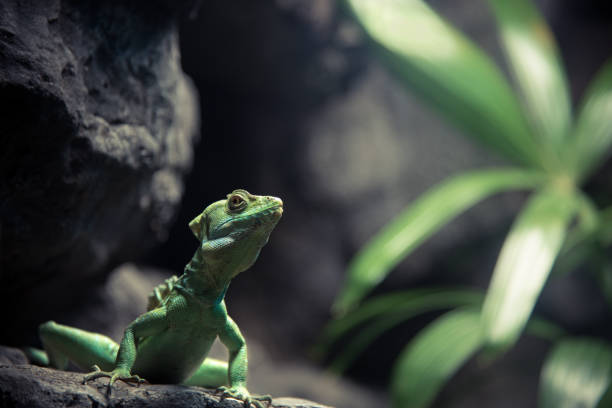Green Basiliscus, Jesus Christ lizard or Basilisk posing curious in a rainforest terrarium, captive for exhibition purpose. High quality photo
