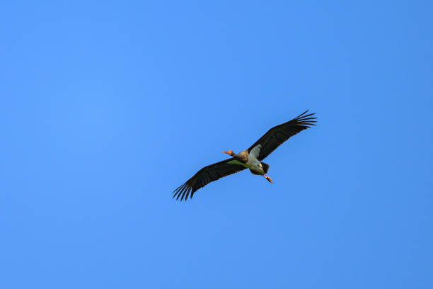 istock A Black Stork in flight blue sky 2158395450