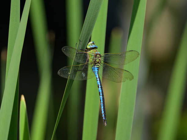 istock An emperor dragonfly resting on a plant 2158395474