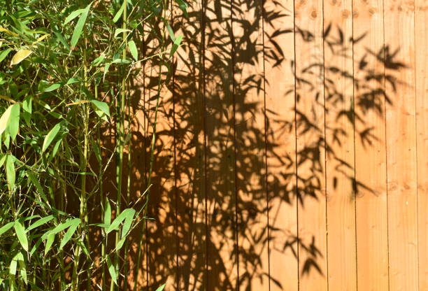 Green bamboo plant in a raised bed of railway sleepers. Screening for an orange wooden panel fence. Leaf shadows. Outdoors on sunny summer day