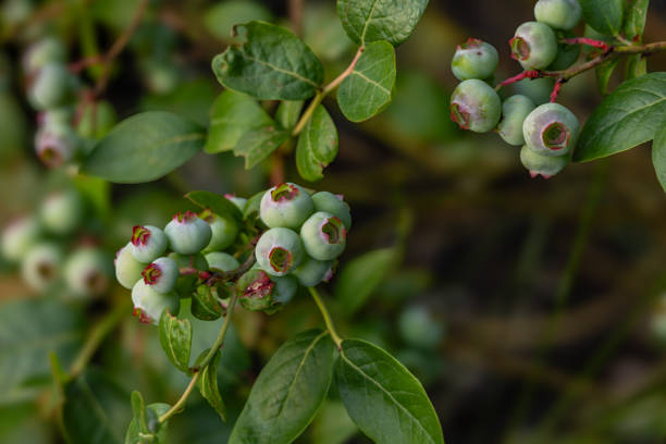 istock Green unripe fruits on a blueberry bush 2158396332