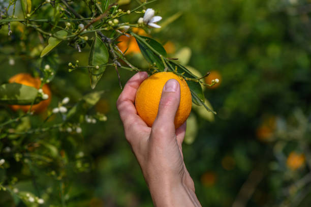 istock A woman's hand picks fresh oranges from a green tree. 2 2158397192