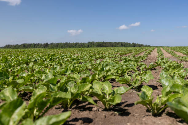 istock a field with white beetroot for the production of white beet sugar 2158397223