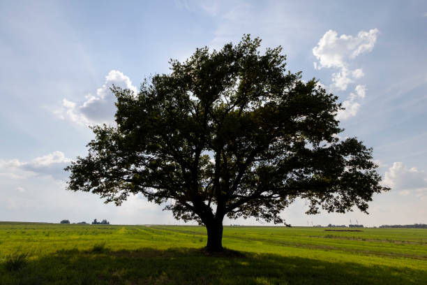 a lonely old oak tree with green foliage growing in a field, a tall old lonely tree in a field in summer