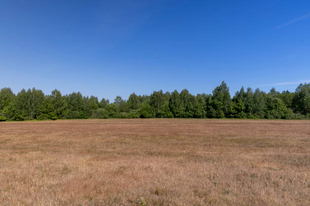 red sunburned grass and forest against a blue sky, summer landscape with damaged grass