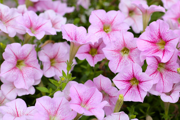istock Blooming pink and white surfinia flowers 2158398170