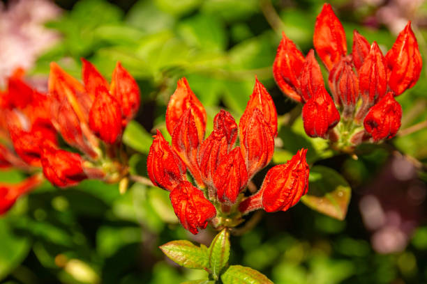 rhododendron bush flowers blooming in spring in the city