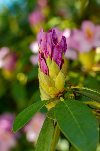istock rhododendron bush flowers 2158398628