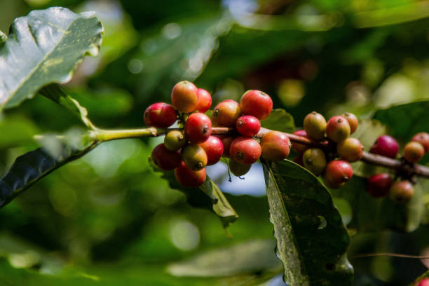 istock Ripe red coffee cherries from a coffee tree 2158399975