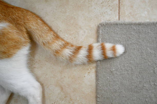 istock Ginger cat tail. Cat laying on the floor. 2158400306
