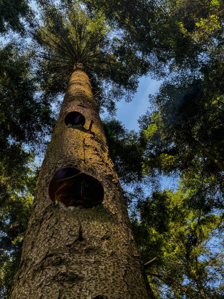 istock tall tree trunk stretching up out of frame. The tree has textured bark and two large dark cavities or holes on the trunk. Around the tree are other trees with green leaves 2158402045