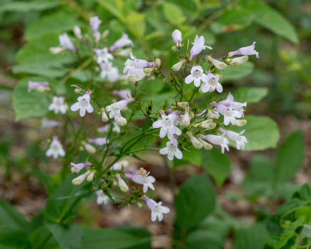 A close-up of the lavender and white flowers of Foxglove Beardtongue, Penstemon digitalis. stock photo