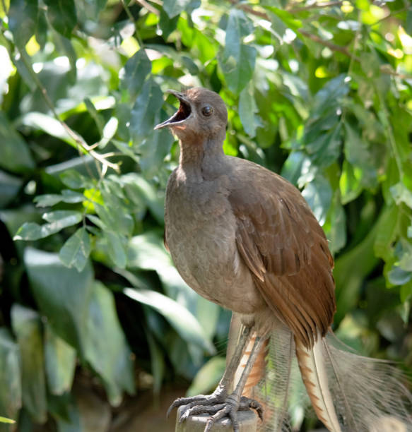 istock this is a close up of a lyre bird 2158403989