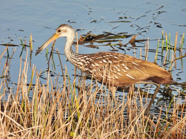 istock Limpkin (Aramus guarauna) -  foraging in the Everglades 2158405233