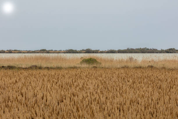 Camargue, France - April 20, 2019: Landscape of swampland with common reed (Phragmites australis).