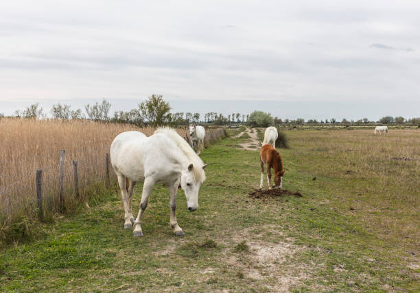 Camargue, France - April 20, 2019: Horses in the wild.