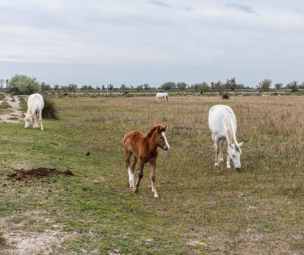 Camargue, France - April 20, 2019: Horses in the wild.